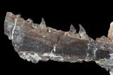 Mosasaur (Tethysaurus) Jaw Section - Goulmima, Morocco #89244-3